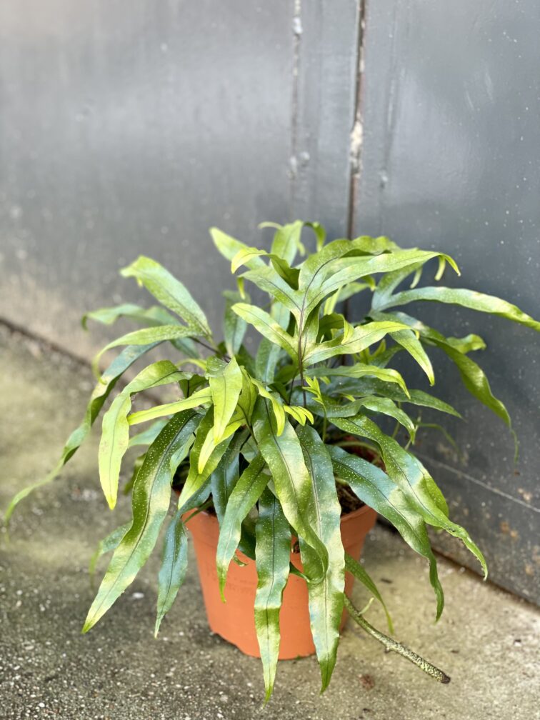 Zdjęcie rośliny Microsorum diversifolium, ujęcie 3
