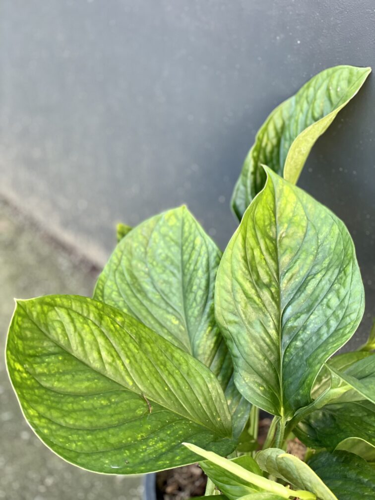Zdjęcie rośliny Monstera pinnatipartita, ujęcie 2