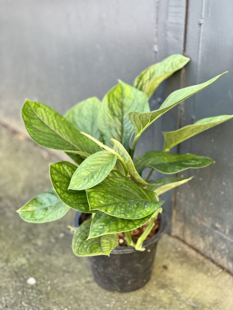 Zdjęcie rośliny Monstera pinnatipartita, ujęcie 3