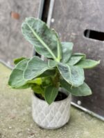 Zdjęcie rośliny Musa tropicana, ujęcie 1
