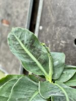 Zdjęcie rośliny Musa tropicana, ujęcie 2