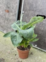 Zdjęcie rośliny Musa tropicana, ujęcie 3