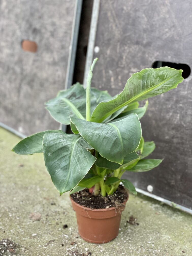 Zdjęcie rośliny Musa tropicana, ujęcie 3