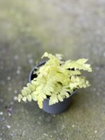 Zdjęcie rośliny Nephrolepis Boston Blonde (Nefrolepis), ujęcie 2