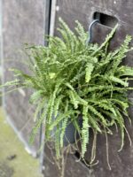 Zdjęcie rośliny Nephrolepis cordifolia Duffii (Nefrolepis), ujęcie 1