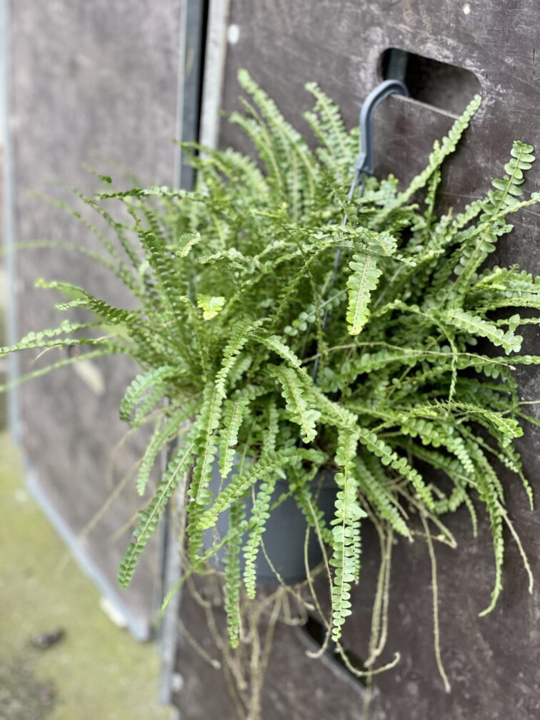 Zdjęcie rośliny Nephrolepis cordifolia Duffii (Nefrolepis), ujęcie 1