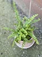 Zdjęcie rośliny Nephrolepis cordifolia Duffii (Nefrolepis), ujęcie 1