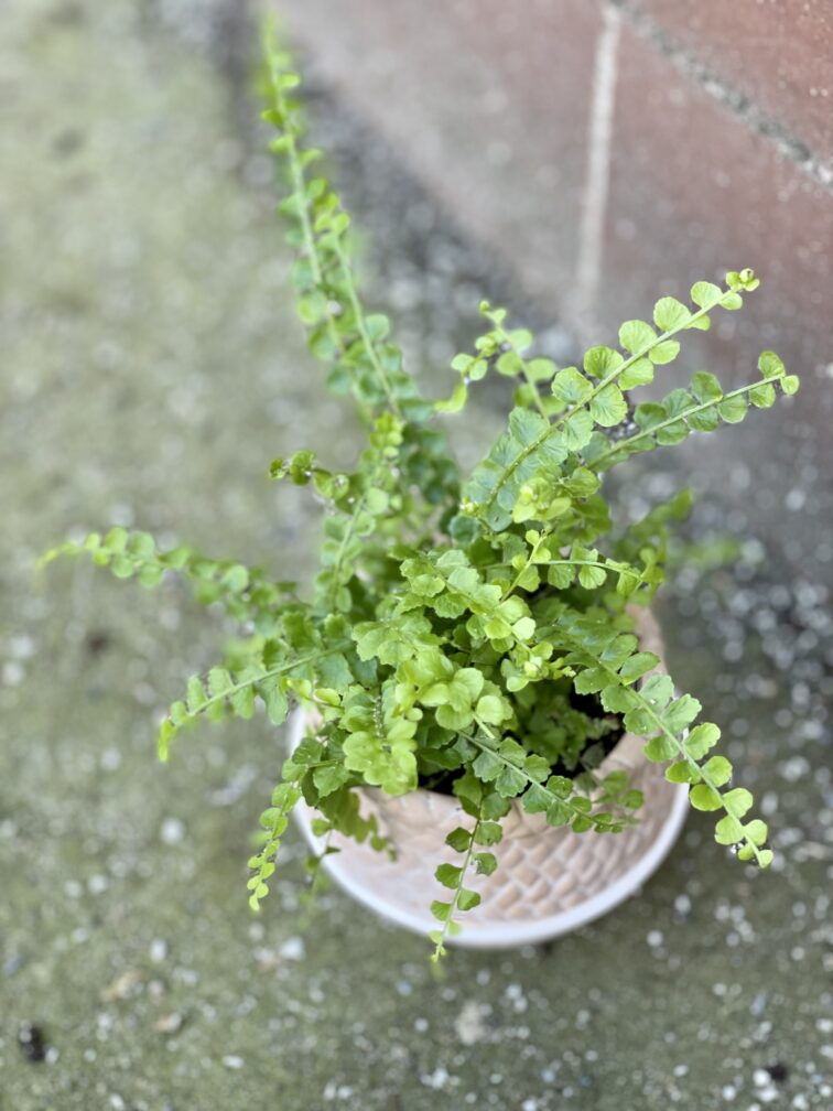 Zdjęcie rośliny Nephrolepis cordifolia Duffii (Nefrolepis), ujęcie 1