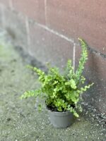 Zdjęcie rośliny Nephrolepis cordifolia Duffii (Nefrolepis), ujęcie 2