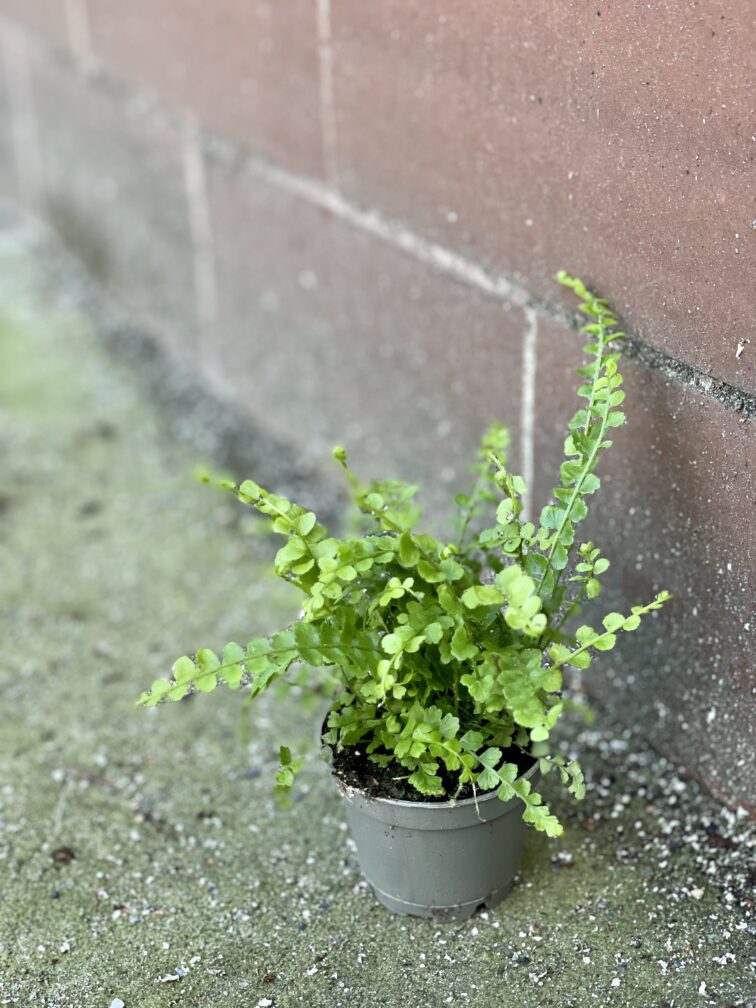 Zdjęcie rośliny Nephrolepis cordifolia Duffii (Nefrolepis), ujęcie 2