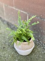 Zdjęcie rośliny Nephrolepis cordifolia Duffii (Nefrolepis), ujęcie 3