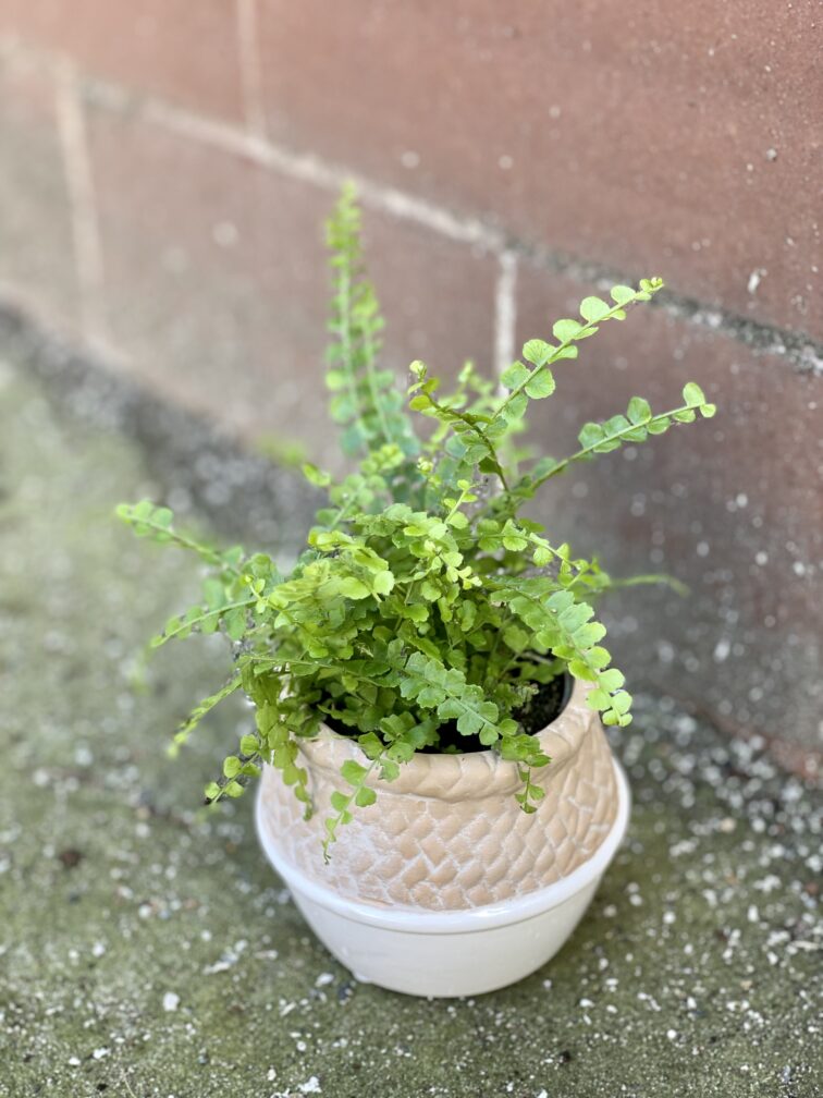 Zdjęcie rośliny Nephrolepis cordifolia Duffii (Nefrolepis), ujęcie 3