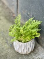 Zdjęcie rośliny Nephrolepis exaltata erecta (Nefrolepis wyniosły), ujęcie 1