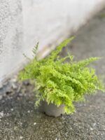 Zdjęcie rośliny Nephrolepis exaltata erecta (Nefrolepis wyniosły), ujęcie 2
