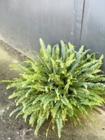 Zdjęcie rośliny Nephrolepis exaltata Green Lady (Nefrolepis wyniosły), ujęcie 1
