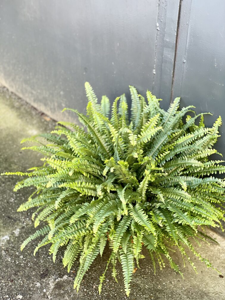 Zdjęcie rośliny Nephrolepis exaltata Green Lady (Nefrolepis wyniosły), ujęcie 1