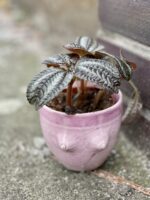 Zdjęcie doniczki lub oslonki: Osłonka Boginka Pink Baby 8x9&nbsp;cm, ujęcie 2