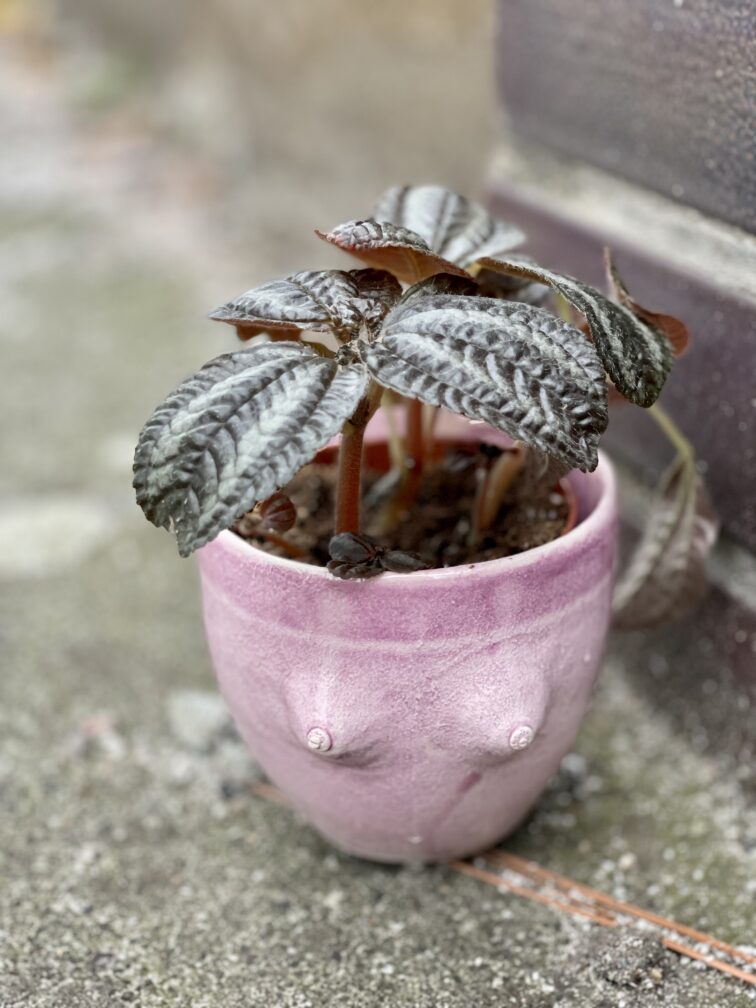 Zdjęcie doniczki lub oslonki: Osłonka Boginka Pink Baby 8x9&nbsp;cm, ujęcie 2