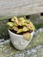 Zdjęcie doniczki lub oslonki: Osłonka Boginka Pink Baby 9x9&nbsp;cm, ujęcie 2