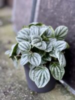 Zdjęcie rośliny Peperomia Moonlight, ujęcie 1