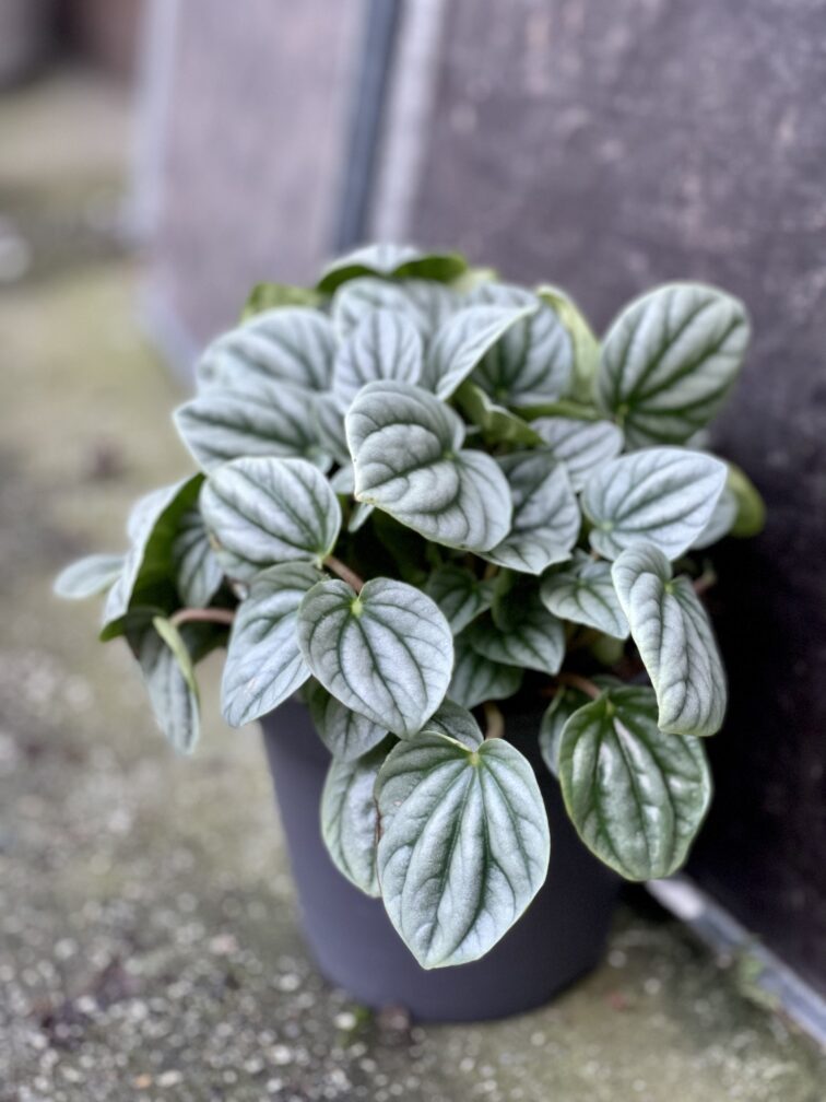 Zdjęcie rośliny Peperomia Moonlight, ujęcie 1