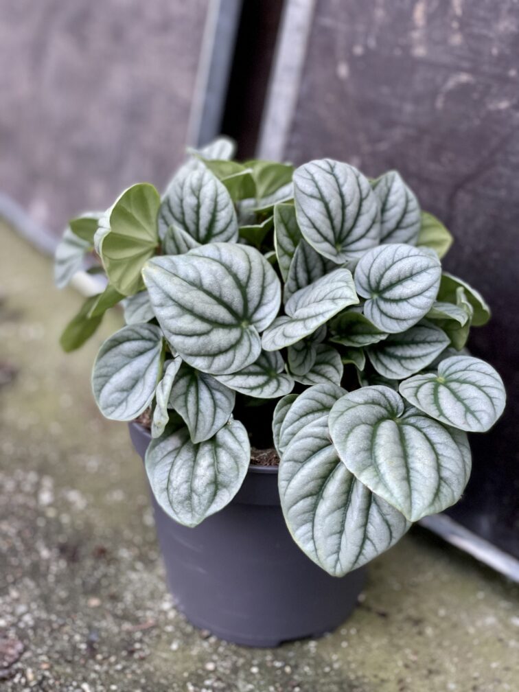Zdjęcie rośliny Peperomia Moonlight, ujęcie 2