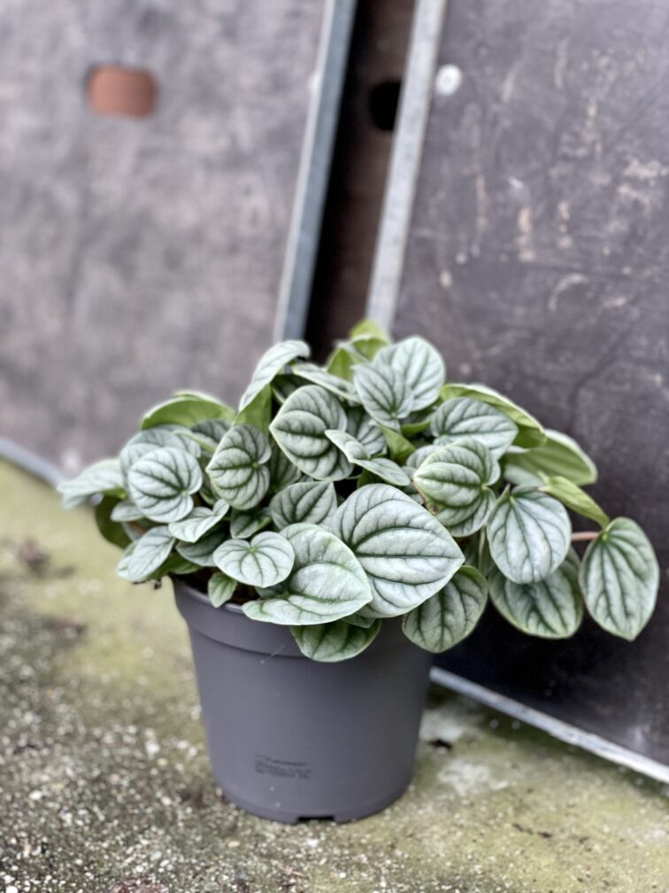 Zdjęcie rośliny Peperomia Moonlight, ujęcie 3