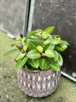Zdjęcie rośliny Peperomia obtusifolia Pixie, ujęcie 2