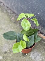 Zdjęcie rośliny Peperomia pereskiifolia, ujęcie 1