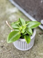 Zdjęcie rośliny Peperomia Pixie, ujęcie 1