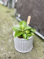 Zdjęcie rośliny Peperomia Pixie, ujęcie 3