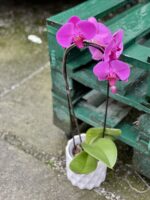 Zdjęcie rośliny Phalaenopsis Purple Cascade, ujęcie 1