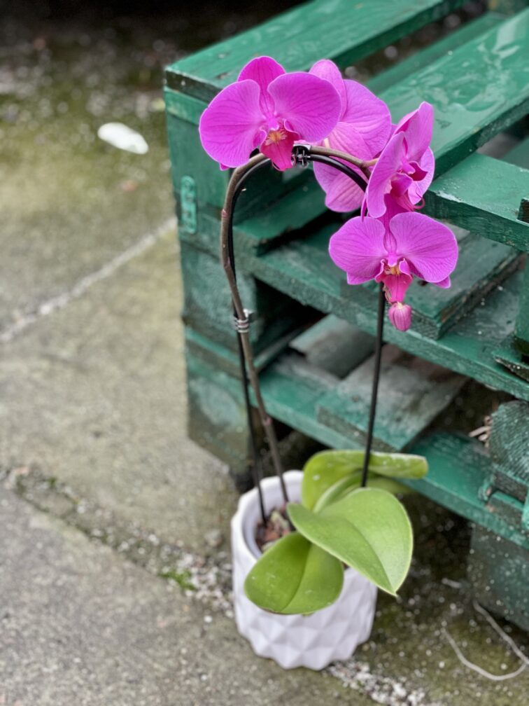 phalaenopsis-purple-cascade_12x60-1_1641393810.jpg Zdjęcie rośliny Phalaenopsis Purple Cascade, ujęcie 1