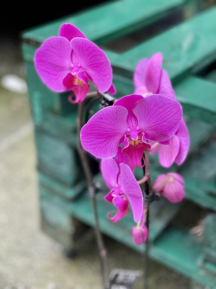 Zdjęcie rośliny Phalaenopsis Purple Cascade, ujęcie 2