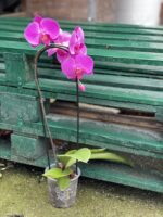 Zdjęcie rośliny Phalaenopsis Purple Cascade, ujęcie 3