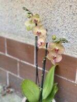 Zdjęcie rośliny Phalaenopsis Yellow Blush, ujęcie 1