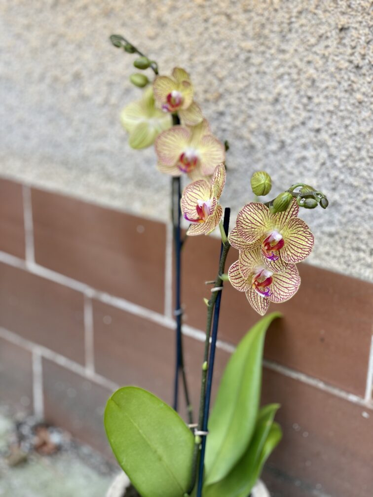 phalaenopsis-yellow-blush_12x50-1_1642852125.jpg Zdjęcie rośliny Phalaenopsis Yellow Blush, ujęcie 1