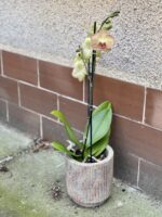 Zdjęcie rośliny Phalaenopsis Yellow Blush, ujęcie 3