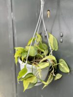 Zdjęcie rośliny Philodendron Brasil, ujęcie 1