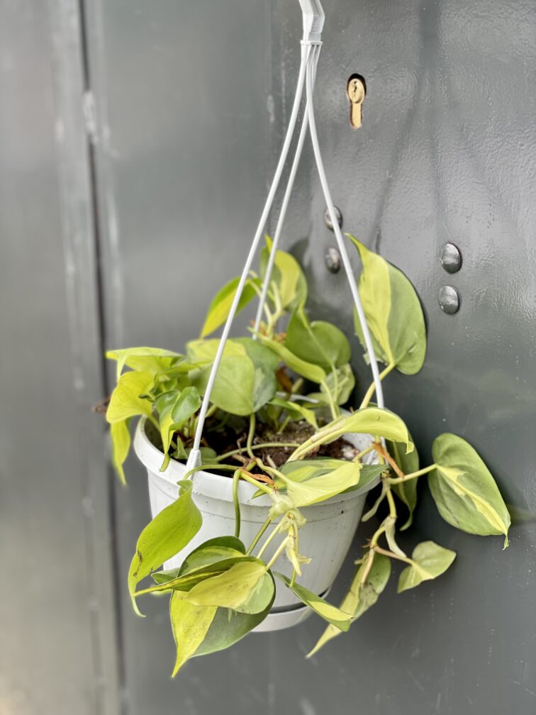 Zdjęcie rośliny Philodendron Brasil, ujęcie 1