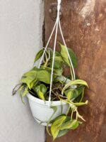 Zdjęcie rośliny Philodendron Brasil, ujęcie 2