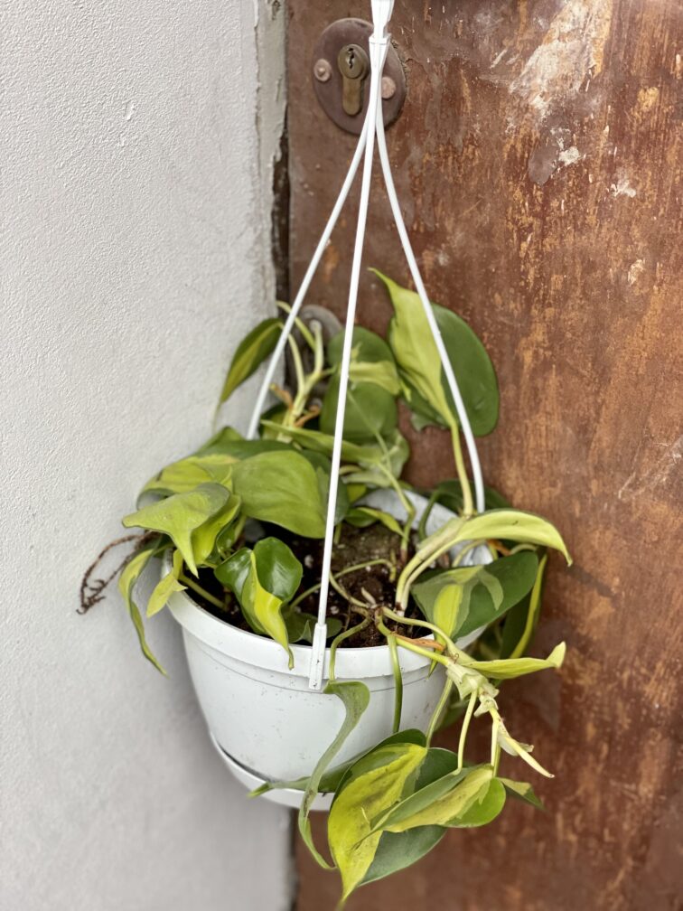 Zdjęcie rośliny Philodendron Brasil, ujęcie 2