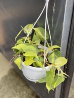 Zdjęcie rośliny Philodendron Brasil, ujęcie 3