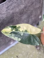 Zdjęcie rośliny Philodendron Burle Marx variegata, ujęcie 3