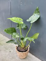 Zdjęcie rośliny Philodendron giganteum variegata, ujęcie 1