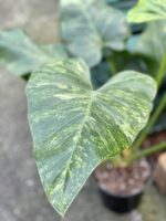 Zdjęcie rośliny Philodendron giganteum variegata, ujęcie 2