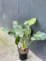 Zdjęcie rośliny Philodendron giganteum variegata, ujęcie 3