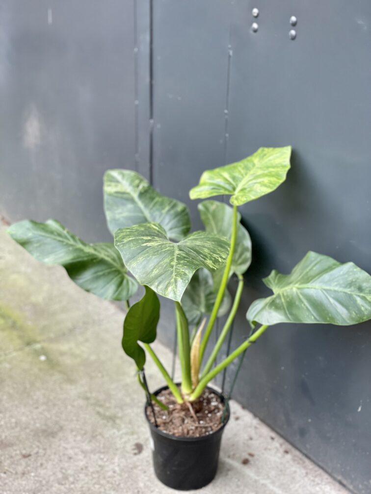 Zdjęcie rośliny Philodendron giganteum variegata, ujęcie 3