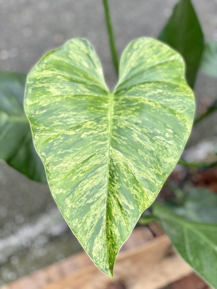 Zdjęcie rośliny Philodendron giganteum variegata, ujęcie 4