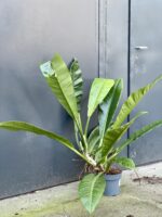Zdjęcie rośliny Philodendron linnaei Kunth, ujęcie 1